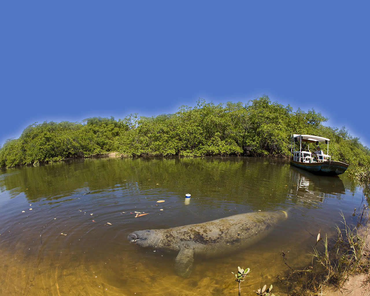 Turismo ecológico na “Rota do Peixe-Boi-Marinho” 